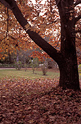 Australia, Autumn, Autumn leaves, leaves, autumn foliage, autumn tones, tree, trees, autumn scene, autumn scenes, lawn, lawns.