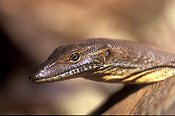 MERTEN'S WATER GOANNA (VARANUS MERTENSI) GALVANS GORGE, WESTERN AUSTRALIA