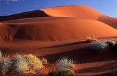 Australia, Australian, Australian desert, Australian deserts, desert, deserts, desert scenes, simpson, simpson desert, simpson, DFF, DFFDESERTS, dune, dunes, sand dune, sand dunes, national park, national parks, simpson desert national park, simpson desert np, dry, outback, australian outback, outback australia, remote, vegetation.