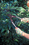 People, people gardening, woman, women, female, females, garden, gardens, gardening, outdoors, leisure, woman gardening, women gardening, prune, prunes, pruning, shears, garden shears, gloves, garden gloves, gardening gloves, garden tools, gardening tools, tools.