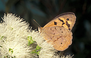 Insect, insects, lepidoptera, Arthropod, Arthropods, insecta, butterfly, butterflies, brown, brown butterfly, brown butterflies, flower, flowers, white, white flower, white flowers.