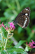 COMMON CROW BUTTERFLY (EUPLOEA CORE) ON PINK FLOWER