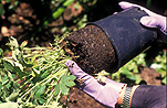 Garden, gardens, gardener, gardeners, gardening, people gardening, pot, pots, repotting, repotting plants, garden pot, garden pots, glove, gloves, pair of gloves, hand, hands.