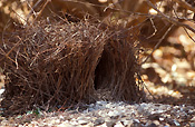 BOWER OF THE GREAT BOWERBIRD, CHLAMYDORA NUCHALIS, NITMILUK NATIONAL PARK, NORTHERN AUSTRALIA
