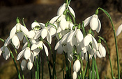Flower, flowers, snowdrop, snowdrops, snow drop, snow drops, snowflake, snowflakes, snow flake, snow flakes, galanthus, spring, bulb, bulbs, spring bulb, spring bulbs, spring scene, spring scenes, spring flowers, white, white flower, white flowers, ketton.