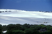 Australia, WA, Western Australia, Desert, Deserts, Australian, Australian desert, Australian deserts, dune, dunes, sand dune, sand dunes, nuytsland, nuytsland nature reserve, reserve, reserves, vegetation.
