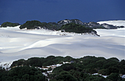 Australia, WA, Western Australia, Desert, Deserts, Australian, Australian desert, Australian deserts, dune, dunes, sand dune, sand dunes, nuytsland, nuytsland nature reserve, reserve, reserves, vegetation.
