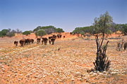 Australia, Australian, Australian desert, Australian deserts, Farming, Farmland, farm, farms, agriculture, livestock, meat industry, meat trade, cow, cows, beef cow, beef cows, beef cattle, meat industry, meat trade, hereford cow, animal, animals, hereford cows, hereford cattle, Qld, Queensland, Australia, desert, deserts, desert scenes, australian desert, australian deserts, drove, droves, cattle drove, cattle droves, cattle droving, outback, australian outback, outback australia.