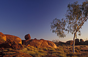 Australia, NT, Northern Territory, wauchope, vegetation, stuart, stuart highway, outback, australian outback, outback australia, Devils Marble, Devils Marbles, Devils Marbles Conservation Reserve, boulder, boulders, rock, rocks, granite, granite boulder, granite boulders, devil's marbles, tree, trees, gum tree, gum trees, eucalyptus, eucalyptus tree, eucalyptus trees, geological formation, geological formations, weathering, spheroidal weathering, outback, australian outback, outback australia.