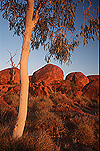 Australia, NT, Northern Territory, wauchope, vegetation, stuart, stuart highway, outback, australian outback, outback australia, Devils Marble, Devils Marbles, Devils Marbles Conservation Reserve, boulder, boulders, rock, rocks, granite, granite boulder, granite boulders, devil's marbles, geological formation, geological formations, weathering, spheroidal weathering, outback, australian outback, outback australia, tree, trees, gum tree, gum trees, eucalypt, eucalypts, eucalyptus tree, eucalyptus trees.