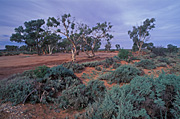 Australia, NT, Northern Territory, nsw, new South Wales, sa, south australia, outback, australian outback, tree, trees, desert, deserts.