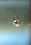 Spider, spiders, arachnid, arachnids, arachnidae, daddy longlegs, daddy long legs, daddy long-legs, daddy-long-legs, daddy long-legs spider, daddy long-legs spiders, daddy-long-legs spider, daddy-long-legs spiders, araneae, fly, flies, daddy long legs spider, daddy long legs spiders, pholcidae, invertebrate, invertebrates, arthropod, arthropods, pholcus, phalangioides, pholcus phalangioides, cellar spider, cellar spiders, long-legged cellar spider, long-legged cellar spiders.