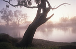 Farming, Farmland, farm, farms, Tree, Trees, Mood, Mood scene, mood scenes, river, rivers, rural, rural scene, rural scenes, water, mist, eucalypt, eucalypts, eucalyptus, eucalyptus tree, eucalyptus trees, gum tree, gum trees, NSW, New South Wales, Australia.