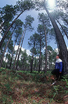 People, child, children, puberty, people, child, children, puberty, child, children, boy, boys, male, males, adolescent, adolescents, teenager, teenagers, teenage boy, teenage boys, forest, forests, wood, woods, tree, trees, treetop, treetops, tree top, tree tops,