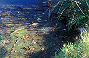 Australia, Pollution, pollute, pollutants, polluting, water, water pollution, waterway, waterways, rubbish, garbage, environmental damage, littered, litter, litters, littering.