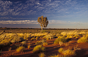 Australia, Australian, Australian desert, Australian deserts, Desert, Desert, deserts, grass, grasses, vegetation, spinifex, spinifex grass, triodia, desert scenes, dune, dunes, sand dune, sand dunes, tree, trees, eucalyptus tree, eucalyptus trees, eucalyptus, gum tree, gum trees, Australian desert, Australian deserts, australian outbackdry, remote, national park, national parks, gibson, Gibson Desert, Australia, WA, Western Australia.