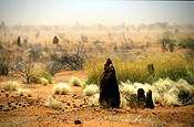 Australia, Australian, Australian desert, Australian deserts, Desert, deserts, desert scenes, Australian deserts, grass, grasses, vegetation, spinifex, spinifex grass, triodia, gibson, Gibson Desert, WA, Western Australia, Australia, termite, australian outback, outback australia, termite, termites, termite mound, termite mounds.