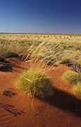 Australia, Australian, Australian desert, Australian deserts, Desert, deserts, desert scenes, Australian deserts, WA, Western Australia, Australia, gibson, australia, gibson desert, wind, windy, grass, grasses, vegetation, spinifex, spinifex grass, triodia.