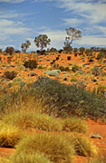Australia, Australian, Australian desert, Australian deserts, Desert, deserts, desert scenes, Australian deserts, WA, Western Australia, Australia, gibson, australia, gibson desert, tree, trees, grass, grasses, vegetation, spinifex, spinifex grass, triodia.