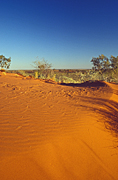 Australia, Australian, Australian desert, Australian deserts, Desert, Desert, deserts, desert scenes, dune, dunes, sand dune, sand dunes, Australian desert, Australian deserts, gibson, australian outbackdry, remote, national park, national parks, Gibson Desert, Australia, WA, Western Australia.