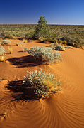 Australia, Australian, Australian desert, Australian deserts, Desert, deserts, desert scenes, Australian deserts, WA, Western Australia, Australia, gibson, australia, gibson desert.
