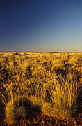 Australia, Australian, Australian desert, Australian deserts, Desert, deserts, desert scenes, Australian deserts, WA, Western Australia, Australia, gibson, australia, gibson desert.