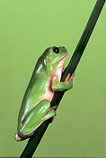 Australia, australian, frog, frogs, green tree frog, frogs, amphibians, amphibia, tree frog, tree frogs, green tree frogs, litoria, litoria caerulea, caerulea.