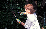 People, people gardening, woman, women, female, females, garden, gardens, gardening, gardener, gardeners, outdoors, leisure, woman gardening, women gardening, prune, prunes, pruning, shears, garden shears, garden tools, gardening tools, tools, outdoors.
