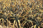Australia, Qld, Queensland, caboolture, food, fruit, tropical fruit, pineapple, pineapples, agriculture, rural, rural scene, rural scenes, farm, farms, farming, farm land, farming land, pineapple farm, pineapple farms, ananas, comosus, ananas comosus.