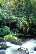 Australia, New South Wales, new england, great dividing range, new england np, new england national park, national park, national parks, rainforest, moss, rainforests, forest, forests, creek, creeks, water, stream, streams, five day creek, rock, rocks, rock, rocks.