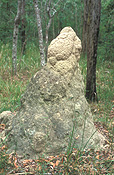 Insect, insects, Arthropod, Arthropods, insecta, termite, termites, termite mound, termite mounds, australia, qld, queensland, ravensbourne, ravensbourne np, ravensbourne national park, national park, national parks, forest, forests.