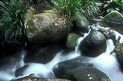 Australia, New South Wales, Washpool, Washpool NP, National Park, National Parks, Washpool national park, rainforest, rainforests, forest, forests, creek, creeks, stream, streams, water, coombadjha creek, cascade, cascades, waterfall, waterfalls, running water, water, moss, rock, rocks.