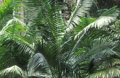 Australia, New South Wales, whian, whian whian, whian whian state forest, forest, forests, rainforest, rainforests, palm, palms.