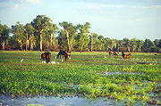 Australia, Northern Territory, NT, Kakadu, Kakadu NP, Kakadu National Park, National Park, National Parks, animal, animals, horse, horses, feral, feral horse, feral horses, wild, wild horse, wild horses, brumby, brumbies.