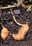 Food, nut, nuts, peanut, peanuts, virginia, virginia peanut, virginia peanuts, arachis, fabaceae, Arachis hypogaea, hypogaea, soil.