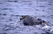 Australia, whale, whales, mammal, mammals, right whale, right whales, right-whales, Right, southern, Southern Right, Southern Right Whale, Southern Right Whales, Southern Ocean, Eubalaena, Eubalaena australis, ocean, oceans, WA, Western Australia.