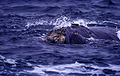 Australia, whale, whales, mammal, mammals, right whale, right whales, right-whales, Right, southern, Southern Right, Southern Right Whale, Southern Right Whales, Southern Ocean, Eubalaena, Eubalaena australis, ocean, oceans, WA, Western Australia.