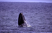 Australia, whale, whales, mammal, mammals, right whale, right whales, right-whales, Right, southern, Southern Right, Southern Right Whale, Southern Right Whales, Southern Ocean, Eubalaena, Eubalaena australis, ocean, oceans, WA, Western Australia.