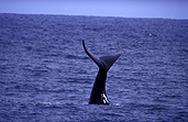 Australia, whale, whales, mammal, mammals, right whale, right whales, right-whales, Right, southern, Southern Right, Southern Right Whale, Southern Right Whales, Southern Ocean, Eubalaena, Eubalaena australis, ocean, oceans, WA, Western Australia.