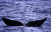 Australia, whale, whales, mammal, mammals, right whale, right whales, right-whales, Right, southern, Southern Right, Southern Right Whale, Southern Right Whales, Southern Ocean, Eubalaena, Eubalaena australis, ocean, oceans, WA, Western Australia.