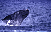Australia, whale, whales, mammal, mammals, right whale, right whales, right-whales, Right, southern, Southern Right, Southern Right Whale, Southern Right Whales, Southern Ocean, Eubalaena, Eubalaena australis, ocean, oceans, WA, Western Australia.
