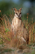 Animal, Animals, Australia, Australian, Australian animal, Australian animals, macropod, macropods, macropus, mammal, mammals, marsupial, marsupials, wallabia, kangaroo, kangaroos, wallaby, wallabies, agile, agile wallaby, agile wallabies, macropus, agilis, macropus agilis.