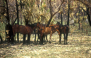 Australia, NT, Northern Territory, Animal, Animals, Horse, horses, equus, caballus, equus caballus, brumbies, brumby, wild horse, wild horses, feral, wild, feral horse, feral horses, feral animal, feral animals, wild animal, wild animals, Kakadu, kakadu national park, National Park, National Parks, brown, brown horse, brown horses, tree, trees.