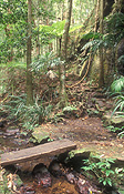 Australia, qld, queensland, lamington, great dividing range, lamington np, lamington national park, national park, national parks, footbridge, footbridges, pedestrian, pedestrians, rainforest, rainforests, forest, forests, creek, creeks, water, nagarigoon, nagarigoon falls, bridge, bridges.