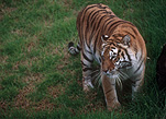 Animal, Animals, Cat, Cats, tiger, tigers, mammal, mammals, placental mammal, placental mammals, carnivore, carnivores, felidae, bengal, bengal tiger, bengal tigers, Zoo, Zoos, Dubbo, Western Plains Zoo, NSW, New South Wales, Australia, wild cat, wild cats, wildlife, panthera, tigris, tigris tigris, panthera tigris, panthera tigris tigris.