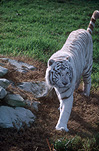 Animal, Animals, Cat, Cats, tiger, tigers, mammal, mammals, placental mammal, placental mammals, carnivore, carnivores, felidae, bengal, bengal tiger, bengal tigers, Zoo, Zoos, Dubbo, Western Plains Zoo, NSW, New South Wales, Australia, wild cat, wild cats, white, white tiger, white tigers, wildlife, panthera, tigris, tigris tigris, panthera tigris, panthera tigris tigris.