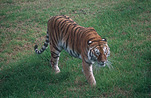 Animal, Animals, Cat, Cats, tiger, tigers, mammal, mammals, placental mammal, placental mammals, carnivore, carnivores, felidae, bengal, bengal tiger, bengal tigers, Zoo, Zoos, Dubbo, Western Plains Zoo, NSW, New South Wales, Australia, wild cat, wild cats, wildlife, panthera, tigris, tigris tigris, panthera tigris, panthera tigris tigris.