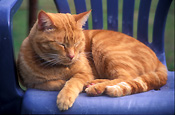 Animal, animals, felis, felis catus, feline, felines, mammal, mammals, placental mammal, placental mammals, cat, cats, carnivore, carnivores, carnivora, felidae, pet, pets, domestic animal, domestic animals, domestic, domestic cat, domestic cats, pet, pets, domestic, domestic animal, domestic animals, ginger, ginger cat, ginger cats, CHAIR, CHAIRS, furniture, outdoor furniture, garden furniture, SLEEP, SLEEPS, SLEEPING.