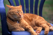Animal, animals, felis, felis catus, feline, felines, mammal, mammals, placental mammal, placental mammals, cat, cats, carnivore, carnivores, carnivora, felidae, pet, pets, domestic animal, domestic animals, domestic, domestic cat, domestic cats, pet, pets, domestic, domestic animal, domestic animals, ginger, ginger cat, ginger cats, CHAIR, CHAIRS, furniture, outdoor furniture, garden furniture, collar, collars, cat collar, cat collars.
