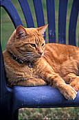 Animal, animals, felis, felis catus, feline, felines, mammal, mammals, placental mammal, placental mammals, cat, cats, carnivore, carnivores, carnivora, felidae, pet, pets, domestic animal, domestic animals, domestic cat, domestic cats, domestic, Animal, animals, felis, catus, felis catus, feline, felines, mammal, mammals, placental mammal, placental mammals, cat, cats, carnivore, carnivores, carnivora, felidae, pet, pets, domestic, domestic animal, domestic animals, ginger, ginger cat, ginger cats, collar, collars, cat collar, cat collars.